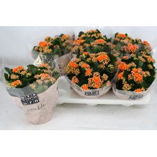Каланхоэ махровое Перфекта оранжевое - Kalanchoe double Perfecta Orange