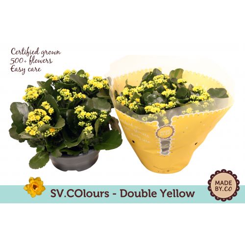 Каланхоэ махровое Розалина дон Амарил - Kalanchoe double Rosalina Don Amaril