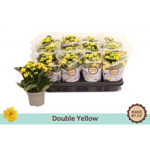 Каланхоэ махровое Розалина дон Амарил - Kalanchoe double Rosalina Don Amaril