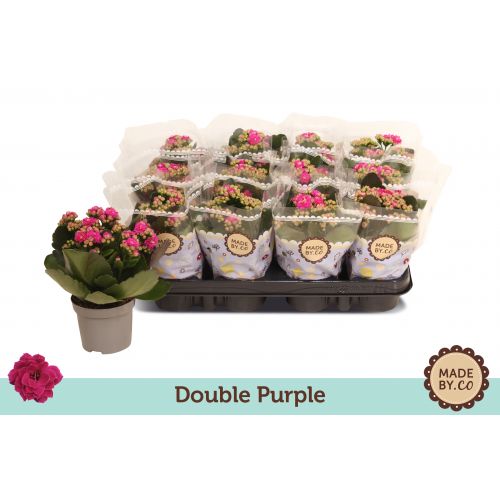 Каланхоэ махровое Розалина дон Геральд - Kalanchoe double Rosalina Don Gerald