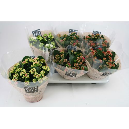 Каланхоэ махровое микс - Kalanchoe double mixed