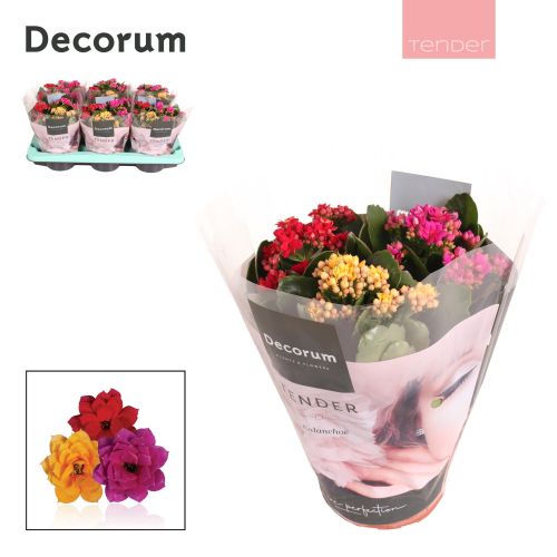 Каланхоэ махровое Карнавал микс - Kalanchoe double mixed Carnaval 