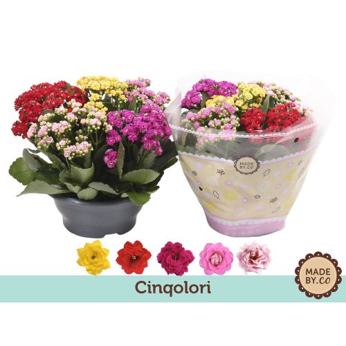 Каланхоэ махровое Карнавал микс - Kalanchoe double mixed Carnaval 
