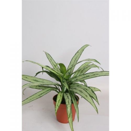 Аглаонема Катлесс - Aglaonema Cutlass