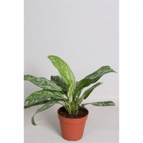 Аглаонема Грин Леди - Aglaonema Green Lady