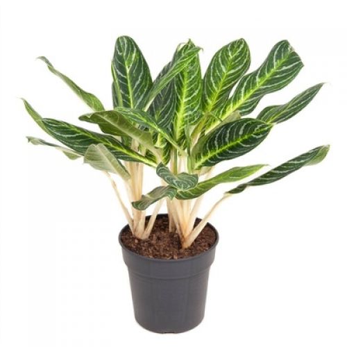 Аглаонема Ки Лайм - Aglaonema Key lime