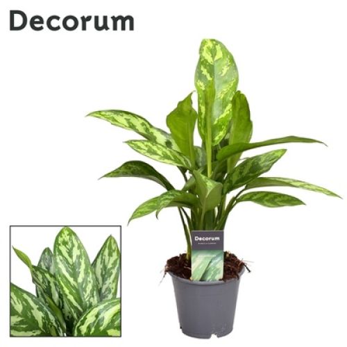 Аглаонема Мария - Aglaonema Maria