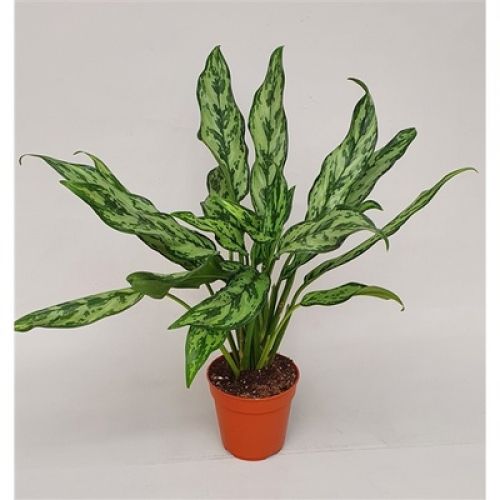 Аглаонема Мисс Джульетт - Aglaonema Miss Juliette 