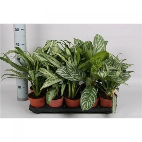 Аглаонема Микс - Aglaonema Mix