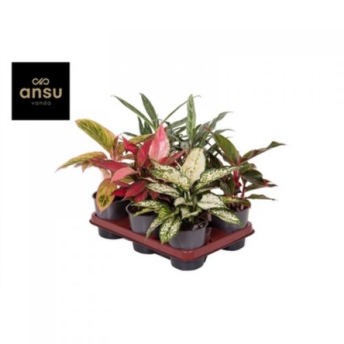 Аглаонема Микс - Aglaonema Mix