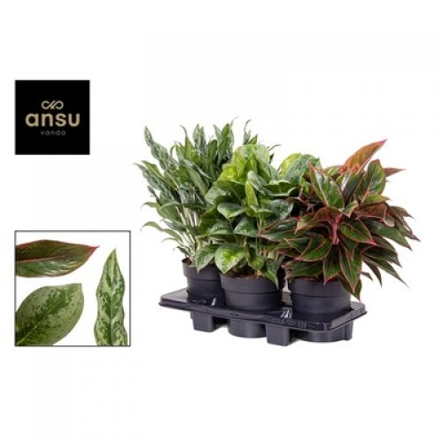 Аглаонема Микс - Aglaonema Mix