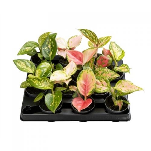 Аглаонема Микс - Aglaonema Mix
