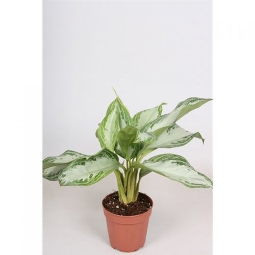 Аглаонема Сильвер Мун - Aglaonema Silver moon