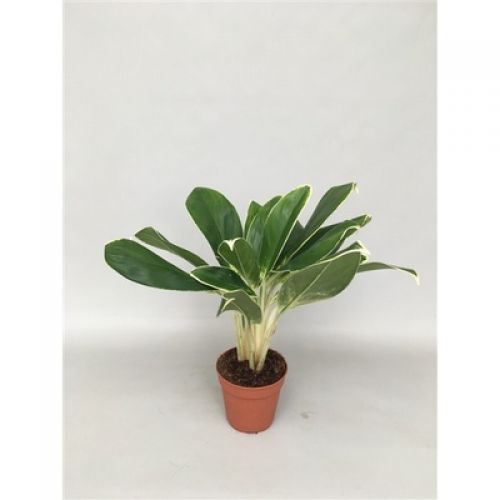 Аглаонема Вайт Лайм - Aglaonema White Lime