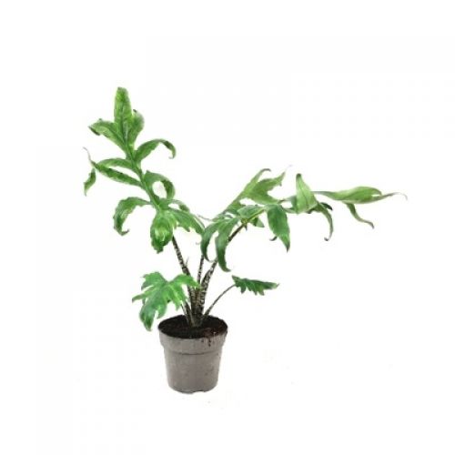 Алоказия Бранцифолия -  Alocasia Brancifolia 