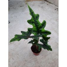 Алоказия Жаклин - Alocasia Jacklyn