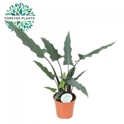 Алоказия Лаутербакиана - Alocasia Lauterbachiana