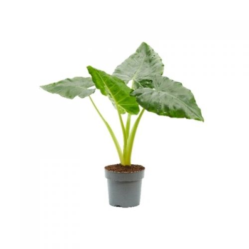 Алоказия Лютея - Alocasia Lutea