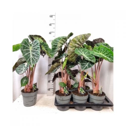 Алоказия Пинк Дрегон - Alocasia Pink Dragon