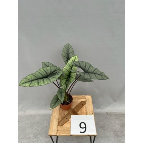 Алоказия Платинум - Alocasia Platinum 