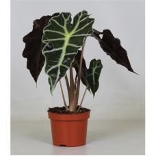 Алоказия Полли - Alocasia Polly