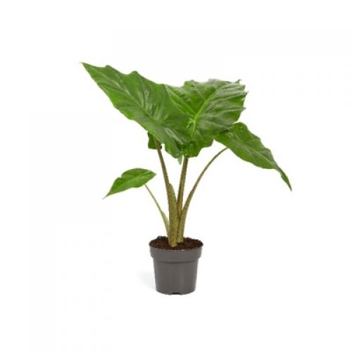 Алоказия Портодора - Alocasia Portodora