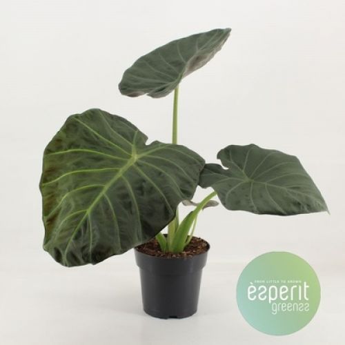 Алоказия Регал Шилдс - Alocasia Regal Shields