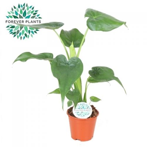 Алоказия Кукулатта -  Alocasia cucullata 