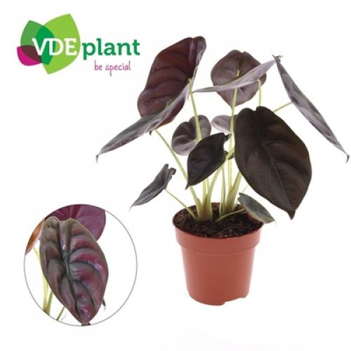 Алоказия Купрея Ред Сикрет -  Alocasia cuprea Red Secret 