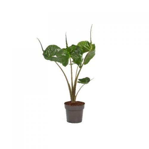 Алоказия Макрорхиза Стрингрей - Alocasia macrorrhiza Stingray