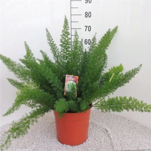 Аспарагус Маерс - Asparagus densiflorus Myers