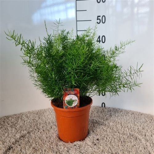 Аспарагус Шпренгери - Asparagus densiflorus Sprengeri