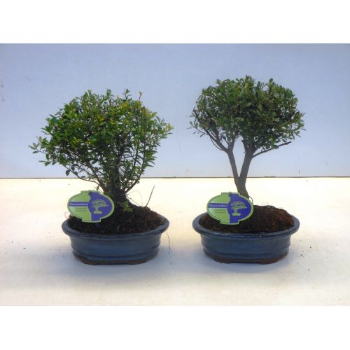 Бонсай Сизигиум - Bonsai Syzygium 