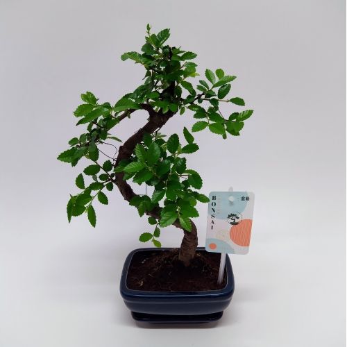 Бонсай Зелькова S-образный - Bonsai Zelkova S-shape 