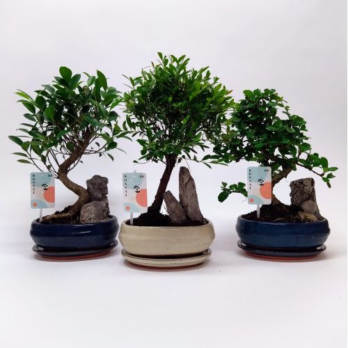Бонсай микс - Bonsai mixed