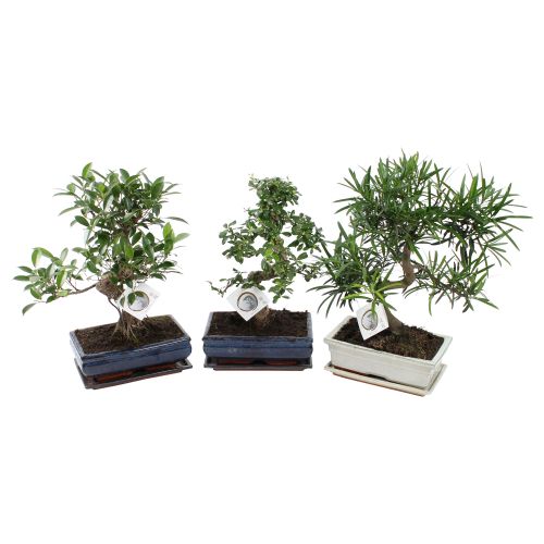 Бонсай микс - Bonsai mixed
