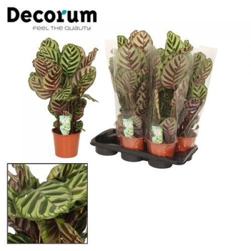 Калатея Макояна -  Calathea makoyana