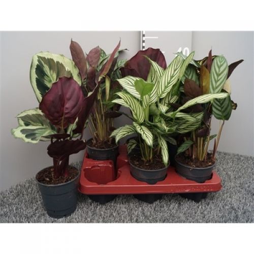 Калатея Микс -  Calathea mixed