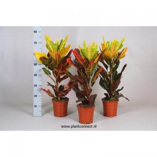 Кодиум большелистный Экселлент - Codiaeum var. large-leafed Excellent 