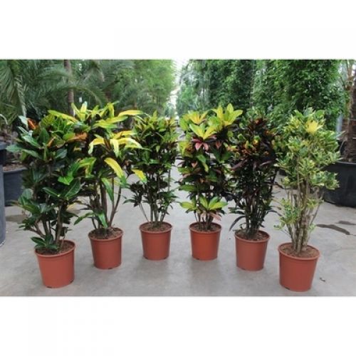 Кодиум большелистный микс - Codiaeum var. large-leafed mixed 