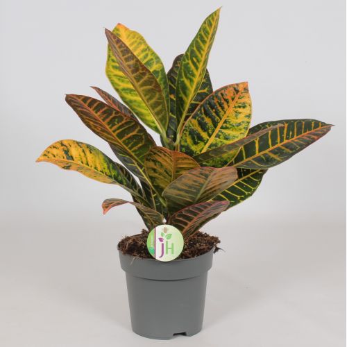 Кодиум большелистный Петра - Codiaeum var. large-leaved Petra