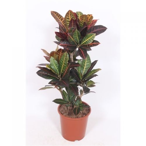 Кодиум большелистный Петра - Codiaeum var. large-leaved Petra