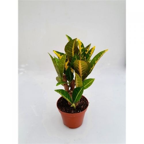 Кодиум большелистный Петра - Codiaeum var. large-leaved Petra