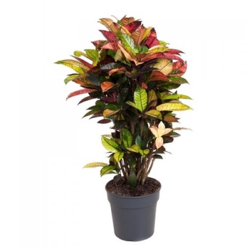 Кодиум мелколистный Миссис Айстон - Codiaeum var. small-leafed Mrs Iceton 