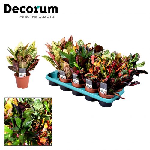 Кодиум мелколистный микс - Codiaeum var. small-leafed mixed