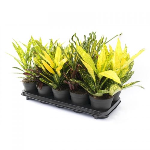 Кодиум мелколистный микс - Codiaeum var. small-leafed mixed