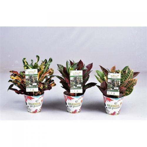 Кодиум мелколистный микс - Codiaeum var. small-leafed mixed