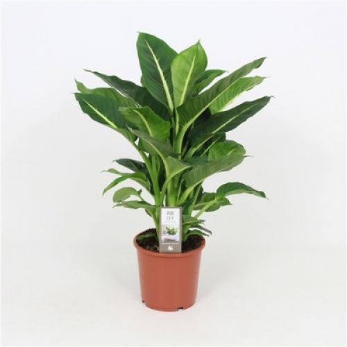 Диффенбахия Грин Мэджик - Dieffenbachia Green Magic 