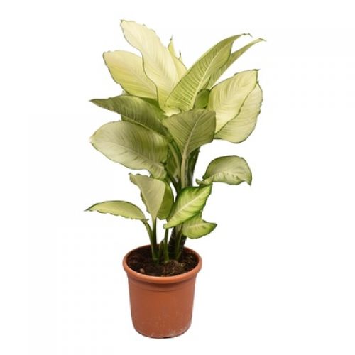 Диффенбахия Тропик Мариан - Dieffenbachia Tropic Marianne 