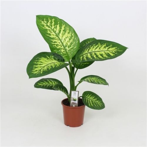 Диффенбахия Тропик Сноу - Dieffenbachia seg. Tropic Snow